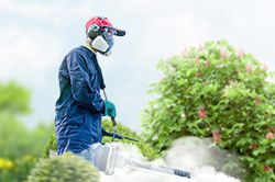 Обработка сада от паразитов - необходимые меры и их регулярность  в Красноярске