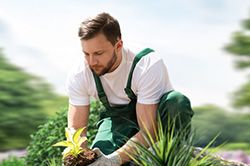 Озеленение и городское благоустройство, создание комфортной среды  в Красноярске