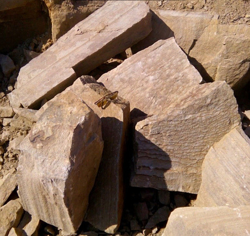 Kamenclub.ru: Песчаник пластушка желтый с рисунком (7-15 см)  купить в Красноярске плитняк - пластушка - бут желтый песчаник 10200 руб/м3   фото КАМЕНЬ КЛУБ