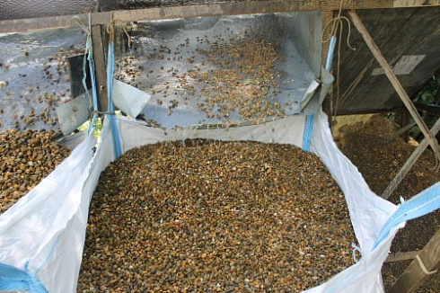 Kamenclub.ru: Галька окат (серо-желтая) фр.10-20 мм. купить  в Красноярске галька серо-желтая, рыжая, серый речная окатанная округлая галька 5000 руб/т   фото КАМЕНЬ КЛУБ