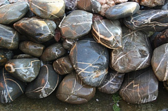 Kamenclub.ru: Валунчик Паутинник фр.100-300 мм  купить в Красноярске крупный природный камень галечник темно-серый с прожилками белый черный речной валунчик 5000 руб/т   фото КАМЕНЬ КЛУБ