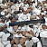 Kamenclub.ru: Мраморная крошка (щебень крошка микс : белый-черный-розовый) фр. 20-40 мм.  купить в Красноярске мрамор белый, черный, розовый декоративная ландшафтная крошка 12000 руб/т   фото КАМЕНЬ КЛУБ