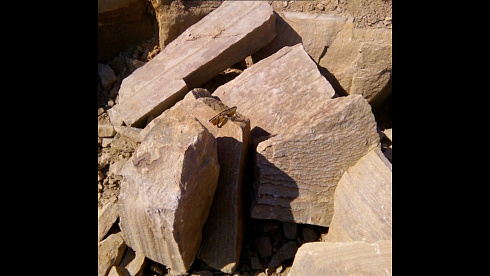 Kamenclub.ru: Песчаник пластушка желтый с рисунком (4-6 см)  купить в Красноярске плитняк пластушка желтый с рисунком песчаник 9 000 руб/м3   фото КАМЕНЬ КЛУБ