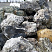 Kamenclub.ru: Черный гранит - кварцит фр. 500-1000 мм.  купить в Красноярске гранит кварцит черный серый белый скальный колотый валун 9750 руб/т   фото КАМЕНЬ КЛУБ