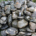 Kamenclub.ru: Валунчик Паутинник фр.100-300 мм  купить в Красноярске крупный природный камень галечник темно-серый с прожилками белый черный речной валунчик 5000 руб/т   фото КАМЕНЬ КЛУБ