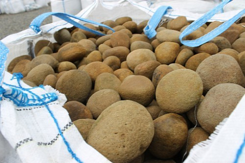 Kamenclub.ru: Песчаник ядра, фр. 100-300 мм  купить в Красноярске песчаник бежевый серый рыжий речная галька 5 000 руб/т   фото КАМЕНЬ КЛУБ