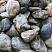 Kamenclub.ru: Речной валун Кабанчик фр.300-500 мм.  купить в Красноярске крупный природный камень галька серый, темно-серый речной валун галечник масштабный 7000 руб/т   фото КАМЕНЬ КЛУБ