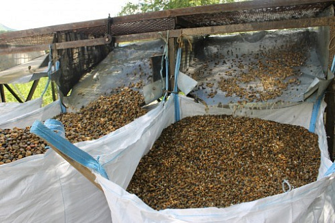 Kamenclub.ru: Галька окат (серо-желтая) фр.10-20 мм. купить  в Красноярске галька серо-желтая, рыжая, серый речная окатанная округлая галька 5000 руб/т   фото КАМЕНЬ КЛУБ