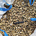 Kamenclub.ru: Галька речная окат рыжая фр. 20-40 мм. купить  в Красноярске галька речная окатанная рыжая желтая серая округлая речная галька 5000 руб/т   фото КАМЕНЬ КЛУБ