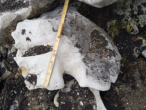 Kamenclub.ru: Выветренный известняк (степной) фр. 500-1500 мм.  купить в Красноярске    10000 руб/т   фото КАМЕНЬ КЛУБ