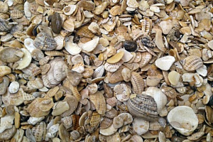 Морская ракушка фр. 5-20 мм  купить в Красноярске фото Камень Клуб